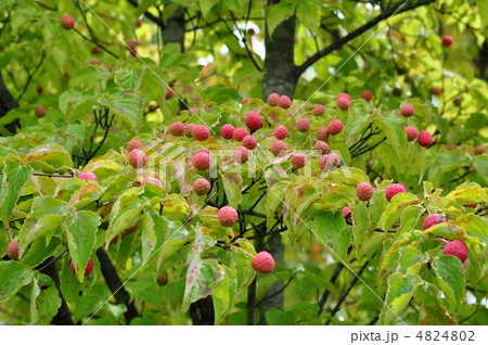 ヤマボウシの果実 4824802