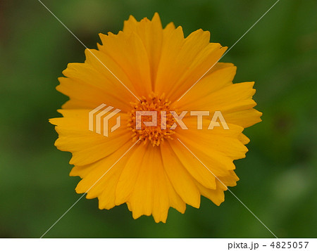 金鶏菊 金鶏菊 4825057