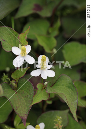 ドクダミ ドクダミ 4825211