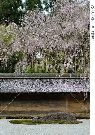 龍安寺、桜と石庭 龍安寺、桜と石庭 4825232
