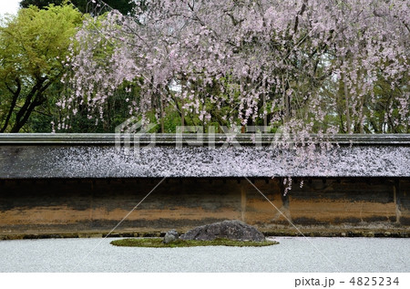 龍安寺、桜と石庭 4825234