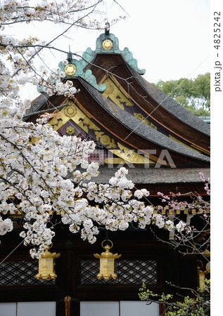 北野天満宮 桜と入母屋二重屋根の写真素材