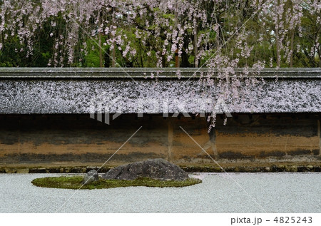 龍安寺、桜と石庭 4825243
