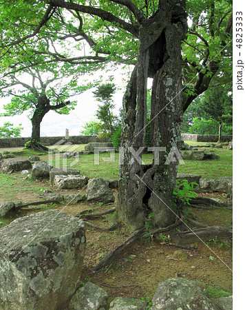 新宮城跡 4825333