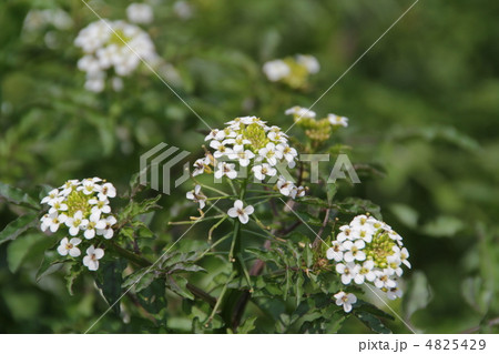 クレソン クレソン 4825429