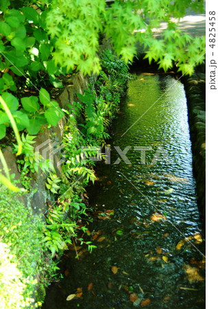 5月 新緑の水辺36 5月 新緑の水辺36 4825458
