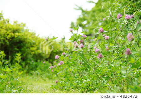 5月 ムラサキツメクサ・マメ科28 5月 ムラサキツメクサ・マメ科28 4825472