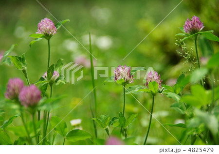 5月　ムラサキツメクサ・マメ科21 4825479