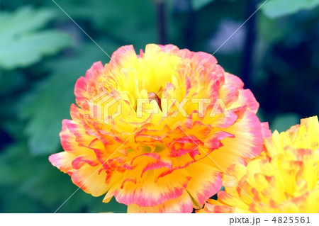 ピンクの覆輪が入る黄色いラナンキュラスの花 4825561