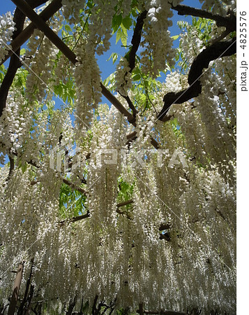 シラフジ・イメージ（６） 4825576