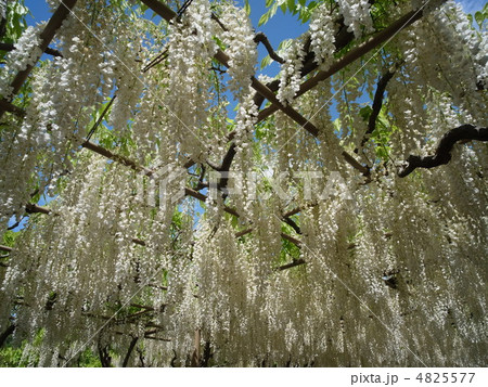 シラフジ・イメージ(6) シラフジ・イメージ(6) 4825577