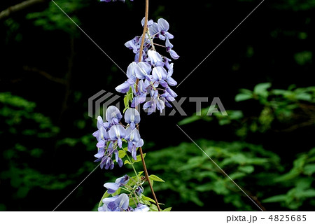 ヤマフジ 4825685