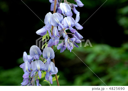 ヤマフジ 4825690