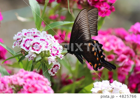カラスアゲハ カラスアゲハ 4825766