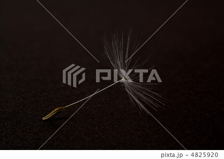 タンポポの綿毛 タンポポの綿毛 4825920