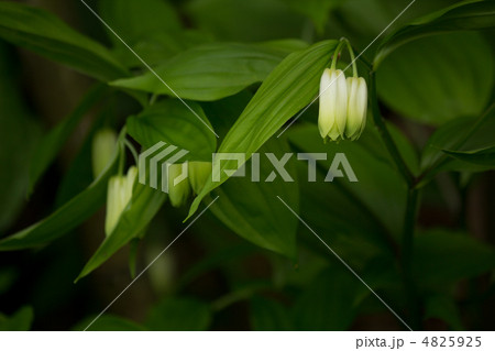 ホウチャクソウ 4825925