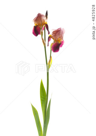 ジャーマンアイリス ジャーマンアイリス 4825928