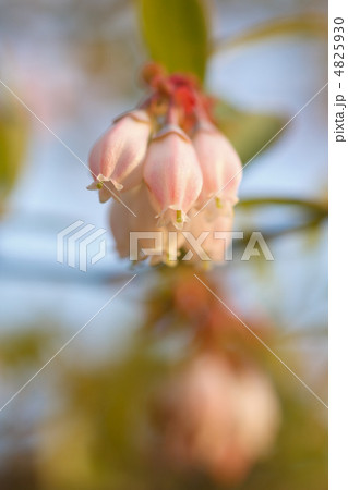 ブルーベリーの花 4825930