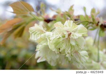 五智山蓮華寺の御衣黄 五智山蓮華寺の御衣黄 4825949