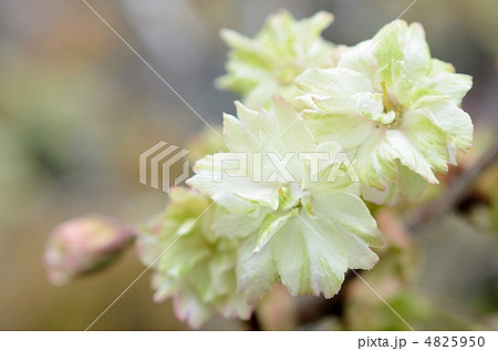 五智山蓮華寺の御衣黄 4825950