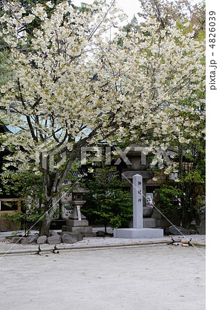 白峯神宮の黄桜 4826039