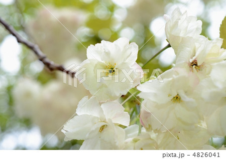 白峯神宮の黄桜 白峯神宮の黄桜 4826041