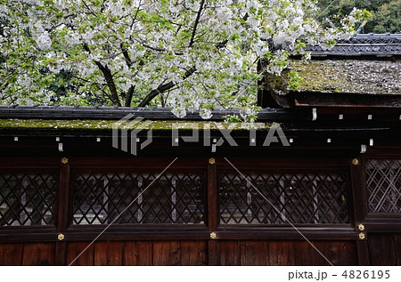 平野神社のシラクモ 4826195