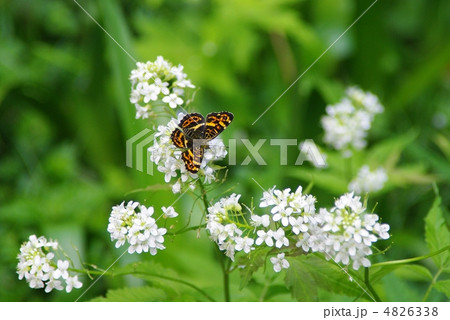 白い花に止まるサカハチチョウ 白い花に止まるサカハチチョウ 4826338