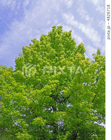 大樹の新緑 大樹の新緑 4826718