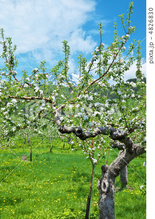 青森　西目屋村　リンゴ畑 4826830