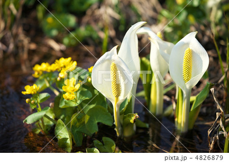 秋田　鹿角市　大場谷地 4826879