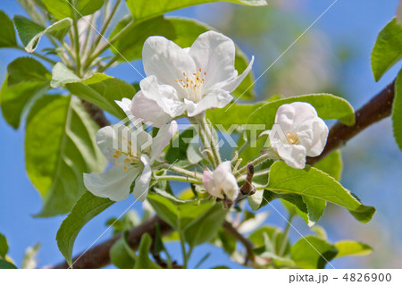 りんごの花 りんごの花 4826900