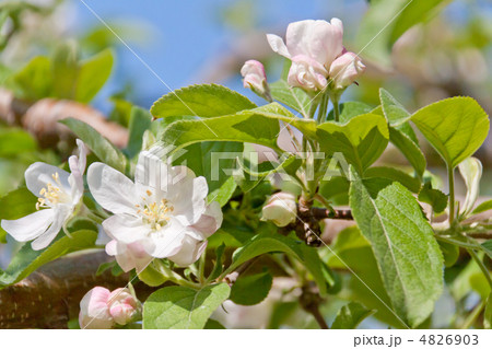 りんごの花 りんごの花 4826903