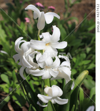 ヒヤシンス 4827412