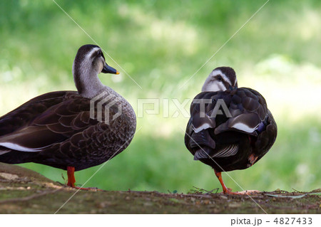 カルガモ 4827433