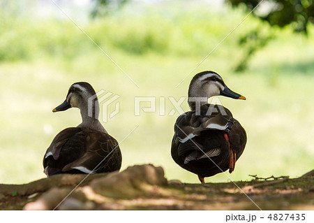 カルガモ 4827435