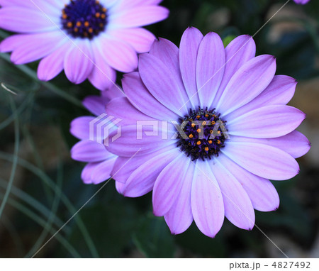 ディモルフォセカ 4827492