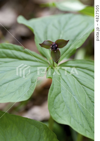 エンレイソウ 4827505