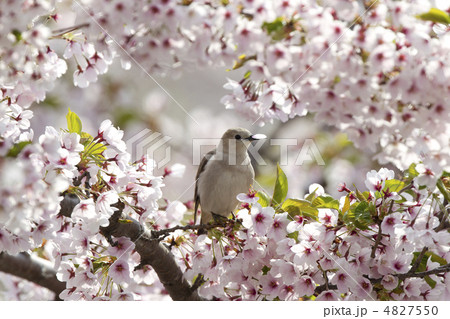 コムクドリ コムクドリ 4827550