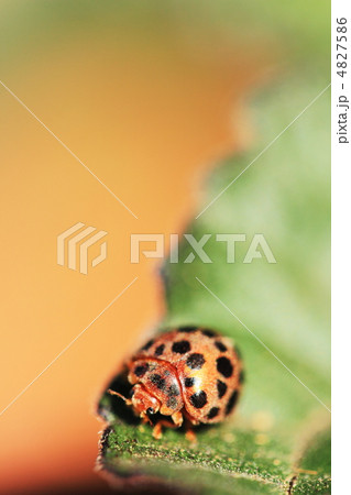 ニジュウヤホシテントウ 4827586
