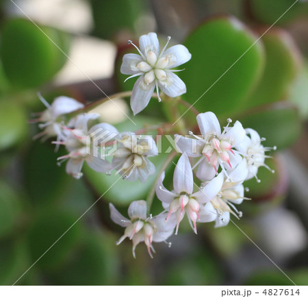 カネノナルキ 4827614