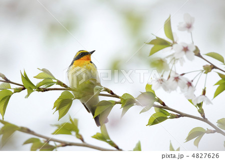 キビタキ 4827626