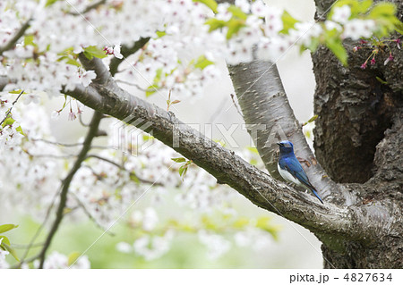 オオルリ 4827634