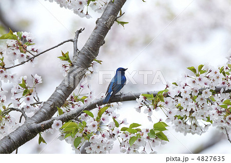 オオルリ オオルリ 4827635