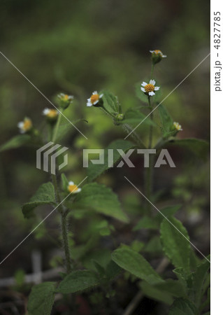 ハキダメギク 4827785