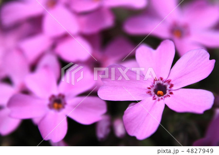 ピンク色の芝桜 4827949