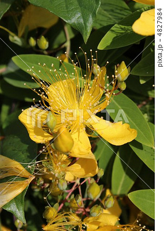 オトギリソウ 4827984