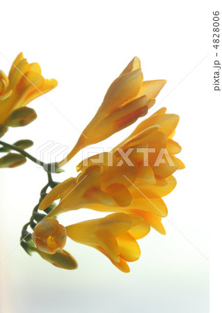 フリージア フリージア 4828006