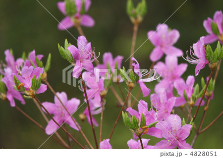 ツツジ ツツジ 4828051