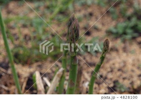 アスパラ 4828100